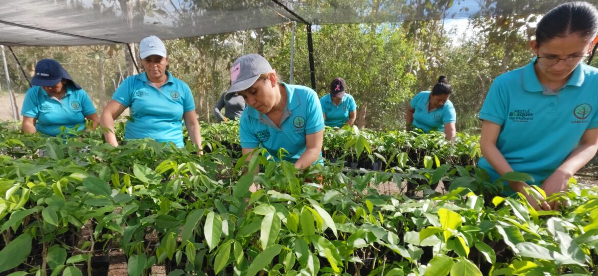 Un grupo de mujeres viveristas trabajan arduamente para reforestar el país, produciendo diversas especies de plantas, destinadas a la reforestación en las zonas de influencia del proyecto Bosques del Mañana de Nestlé.